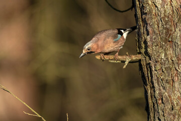 Jay perched on a branch of a tree, with a blurred background in a forest close up in the winter