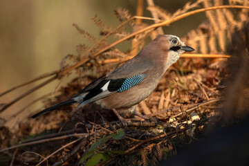 Jay perched on a branch, with a blurred background in a forest close up in the winter