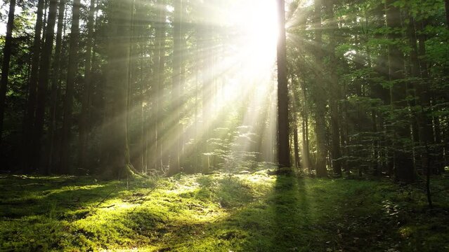 Beautiful sun rays and beams shining through trees in green woods.
