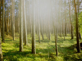 Bäume, Wald, Sonnenlicht