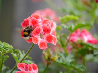 Hummel auf einer Pflanze