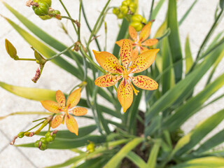 Yellowish orange flowers with green fruits and leaves in the background of Iris domestica, planted in a pot, commonly known as leopard lily, blackberry lily and leopard flower. Selective focus.
