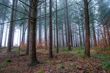 Fototapeta premium Winterstimmung im Wald