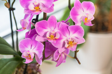 Fototapeta na wymiar Indoor pink flower Orchid in a pot is on the windowsill by the window.