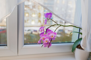 Indoor pink flower Orchid in a pot is on the windowsill by the window.