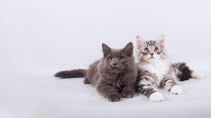 Fototapeta na wymiar Two small Siberian kittens on grey background