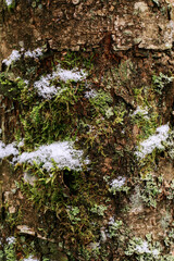Closeup texture of tree bark with little snow. Pattern of natural tree bark background. Rough surface of trunk. Green moss and lichen on natural wood. Nature concept