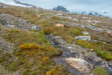 Fototapeta na wymiar Vivid sunlit landscape with small yellow buttercup flowers among mosses and grasses near clear mountain stream with view to large snow mountain range in cloudy sky. High mountain flora in sunlight.