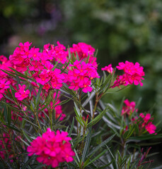 Pink oleander in the garden