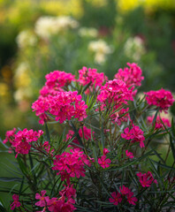 Obraz premium Pink oleander in the garden