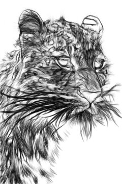 sketch of a lion