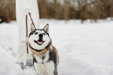 Naklejka premium woman with a purebred dog on the snow walk play rest winter holidays