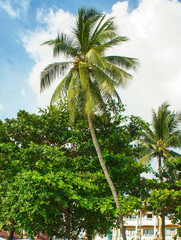 Naklejka premium Tall palm tree on a Thai island