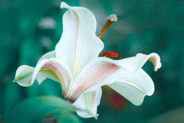 Close up on whte lily in summer garden .Close up.