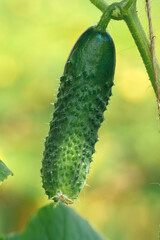 Yung cucumbers grow in the greenhouse,close up.