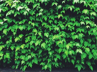 green leaves background