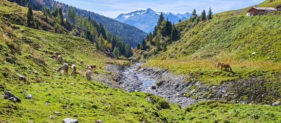 Schönes Bergpanorama mit grasenden Pferden,(Haflinger). Salzburger Land, oberhalb von Wald im Pinzgau,  Österreich.