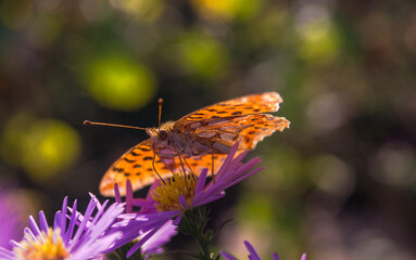 insect motley butterfly sits on flowers wallpaper