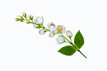 branch of jasmine flowers isolated on white background.