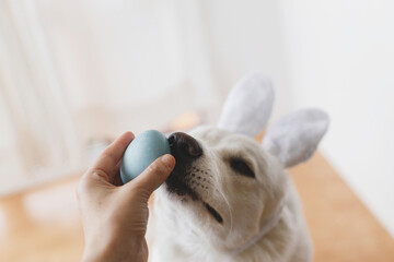 Adorable white swiss shepherd doggy in bunny ears sniffing natural dyed easter egg in owner hand,...