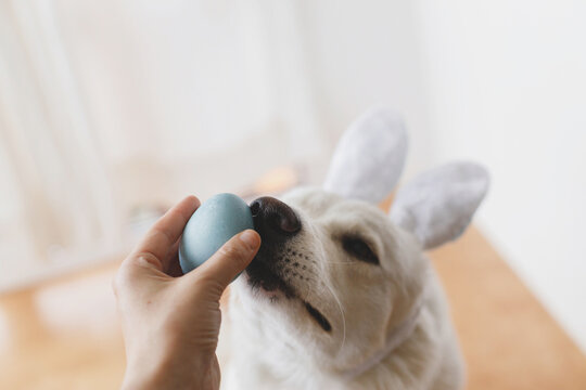 Adorable white swiss shepherd doggy in bunny ears sniffing natural dyed easter egg in owner hand, nose close up. Hand holding easter egg and cute dog in bunny ears. Happy Easter