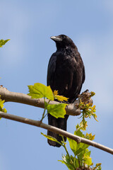 The raven is often associated with loss and ill omen