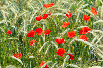 Field poppy is notable as an agricultural weed