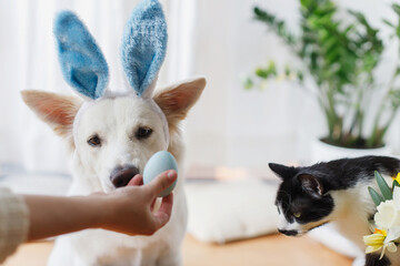 Cute dog in bunny ears and cat looking at stylish easter egg in woman hand. Happy Easter. Pets and...