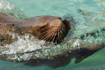 Obraz premium California sea lions are particularly intelligent