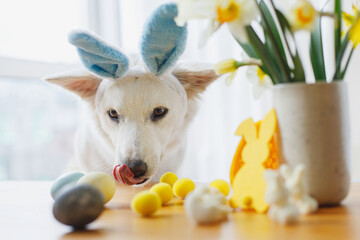Cute dog in bunny ears and stylish easter eggs, flowers, decor on wooden table. Happy Easter. Pet...