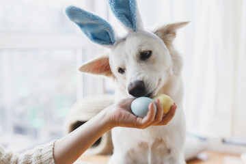 Cute dog in bunny ears looking at stylish easter eggs in woman hand. Happy Easter. Pet and easter holiday at home. Adorable white swiss shepherd dog in bunny ears sniffing natural dyed easter eggs