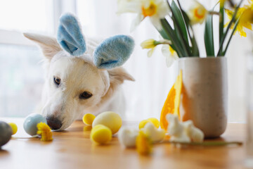 Cute dog in bunny ears and stylish easter eggs, flowers, decor on wooden table. Happy Easter. Pet...