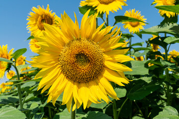 Sunflower natural background. Sunflower in bloom.