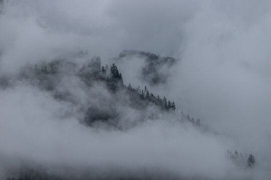 Nebel im Wald