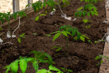 A small tomato plant in a greenhouse. Close-up of a tomato sprout. Growing vegetables in a greenhouse. Gardening class. There is a rope nearby, tying up plants.