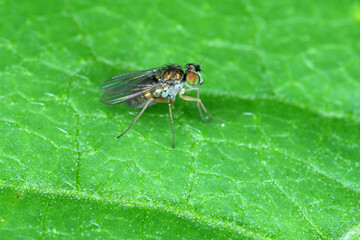 A predatory fly on a green leaf. High magnification.