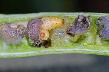 Larvae of cabbage seed pod weevil, Ceutorhynchus obstrictus (formerly called assimilis) is beetle from family Curculionidae, a pest of oilseed rape (canola) plants and and other cruciferous plants.