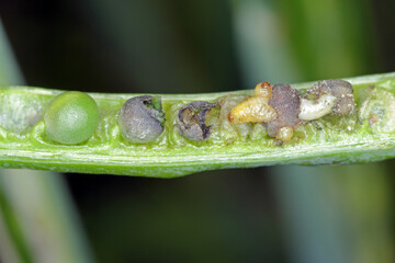 Larvae of cabbage seed pod weevil, Ceutorhynchus obstrictus (formerly called assimilis) is beetle...