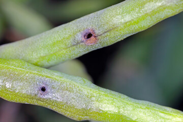 Exit holes in the rapeseed pod of larvae of cabbage seed pod weevil, Ceutorhynchus obstrictus (formerly called assimilis) a pest of oilseed rape (canola) plants and and other cruciferous plants.