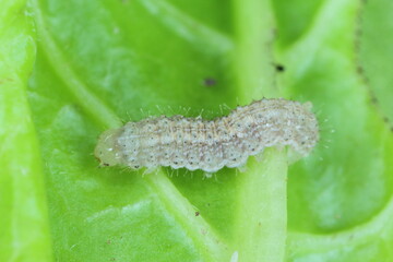 A close up image of a young Cabbage Moth caterpillar, Mamestra brassicae consuming a sugar beet leaf.