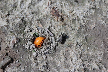 A potato beetle larva burrowing into the soil before metamorphosis.