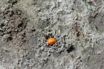A potato beetle larva burrowing into the soil before metamorphosis.