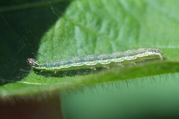 A moth caterpillar on a soybean plant in which it damaged the leaves.