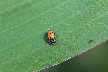 Hippodamia variegata, the Adonis ladybird, also known as the variegated ladybug and spotted amber ladybeetle, is a species of ladybeetle belonging to the family Coccinellidae.