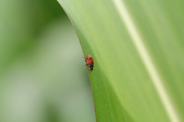 Fototapeta premium Hippodamia variegata, the Adonis ladybird, also known as the variegated ladybug and spotted amber ladybeetle, is a species of ladybeetle belonging to the family Coccinellidae.