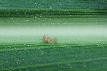 Eggs of shield bug in the family Pentatomidae on a maize leaf.