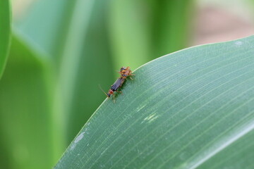 The soldier beetles (Cantharidae) on a corn leaf. They are predators that hunt for plant pests.