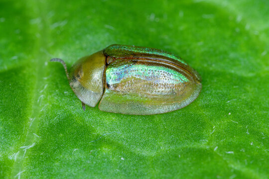 Cassida vittata is a green-coloured beetle from the leaf beetle family. The larvae of this insect can damage beetroot crops.