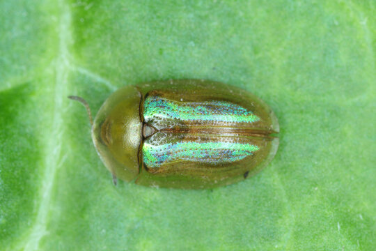 Cassida vittata is a green-coloured beetle from the leaf beetle family. The larvae of this insect can damage beetroot crops.