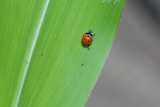 Hippodamia variegata, the Adonis ladybird, also known as the variegated ladybug and spotted amber ladybeetle, is a species of ladybeetle belonging to the family Coccinellidae.